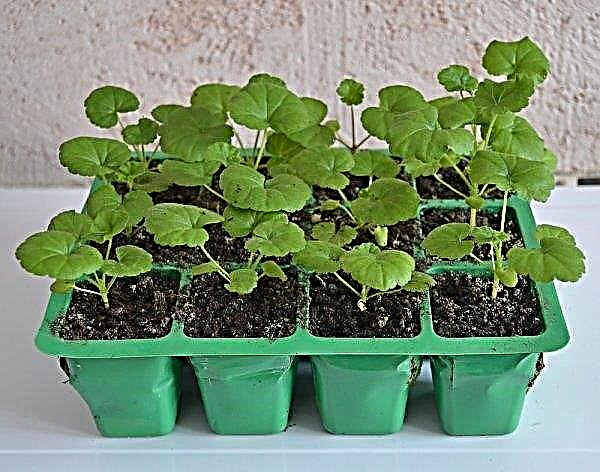 Sådan transplanteres geranium derhjemme: trin-for-trin-instruktioner om, hvornår du skal gøre det, video