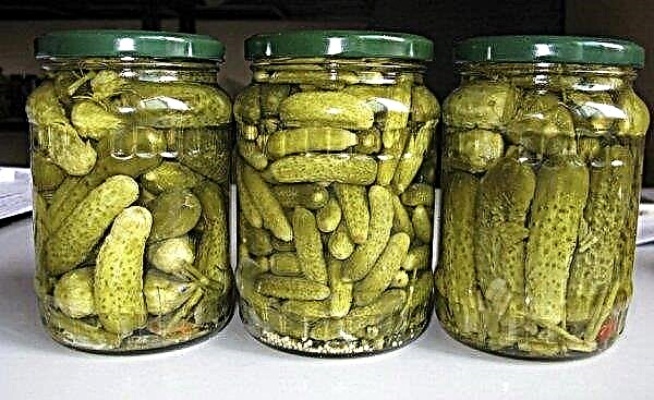 Gherkin pickling for the winter: useful recipes on how to store
