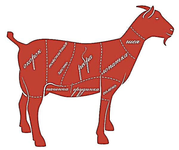 Koza: korist i šteta za tijelo, sadržaj kalorija i sastav, posebno izbor i skladištenje
