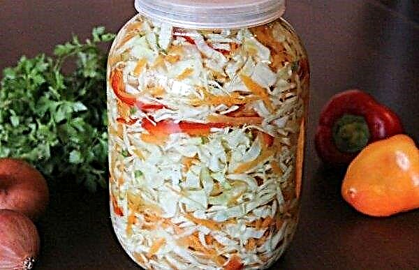 Pickled cabbage for the winter without sterilization: the best step by step recipes with photos, storage features