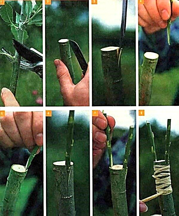 Ваксиниране на ябълково дърво през есента: как да го посадите правилно, срокове, стъпка по стъпка инструкции за начинаещи, видео