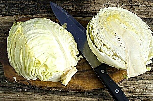 How to ferment cabbage with forks for the winter in a saucepan, recipes