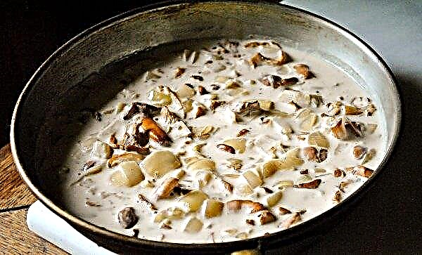 Chanterelles with cream, how to stew and fry, simple step by step recipes