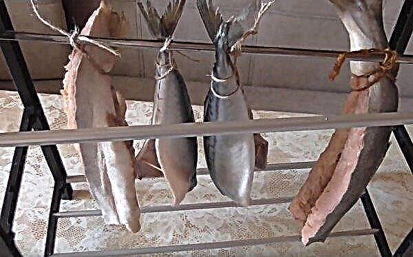 Comment faire du saumon balyk à la maison: une photo avec une recette étape par étape