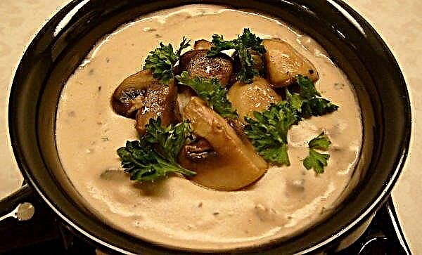 Kräm av champignonsoppa med grädde: klassiskt recept, kokt i en mixer, kalorier
