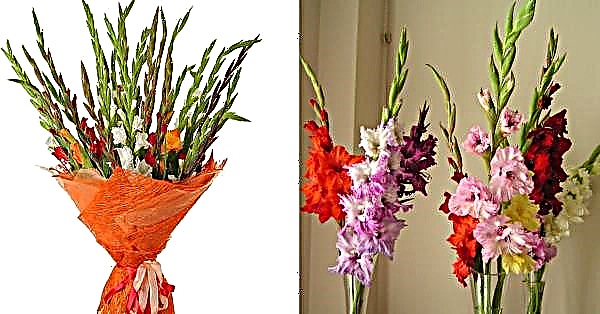Gladiolen sind verblasst: Pflege nach der Blüte, ob und wie zu beschneiden, wie zu beschneiden, ob zu gießen
