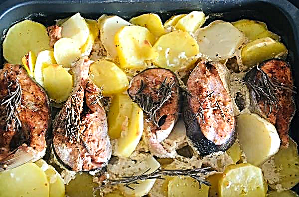 Chum salmon dengan kentang di foil dan di oven: cara memasak steak lembut berair dengan kentang; ikan panggang dengan tomat dan keju; betapa enaknya fillet panggang