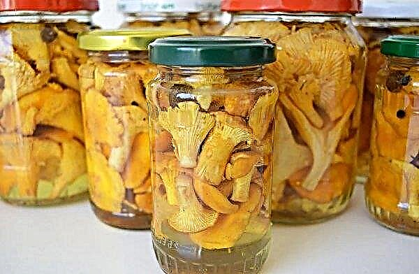 Harvesting chanterelles for the winter: recipes in jars, in oil, boiled, drying, freezing, frying