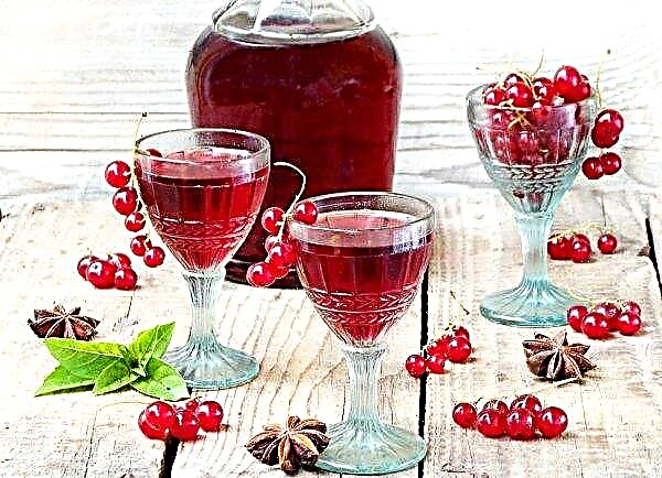 Redcurrant wine: a step-by-step recipe for cooking at home
