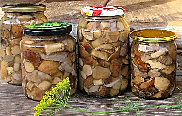 Pickled boletus, winter recipes: in jars, without sterilization, with and without vinegar, hot and cold, preservation