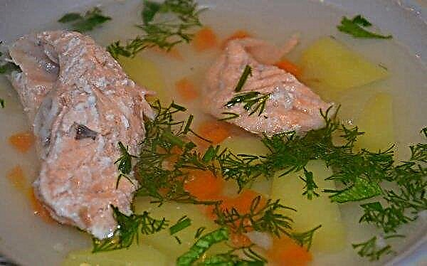 Sopa de salmón rosado: recetas paso a paso con fotos, cómo cocinar y cocinar en casa con papas, cuánto cocinar el filete, cómo cocinar al fuego