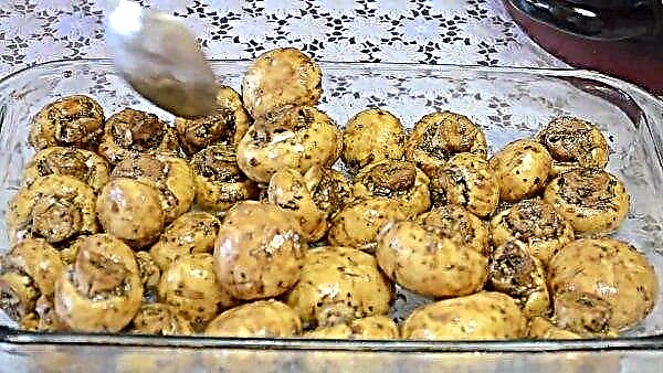 Champignon-svampe: grillet, i ovnen, opskrifter og marinade, trinvis vejledning med fotos