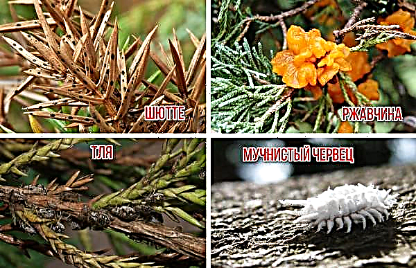 Kadagio miškas: persodinimas iš miško į kotedžą, sodinimas ir priežiūra namuose, aprašymas, nuotrauka