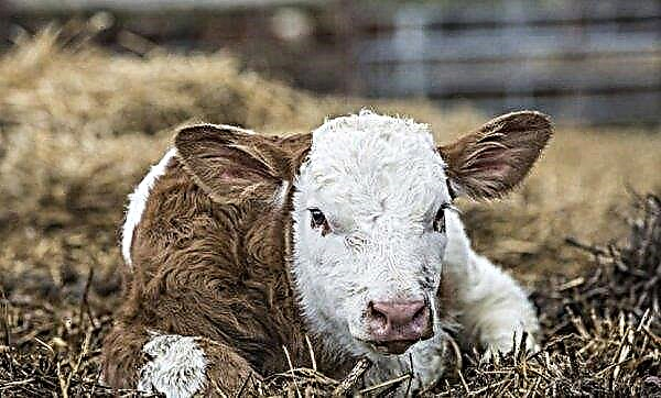 الأبقار لا تأكل القش: ما هو السبب وماذا تفعل