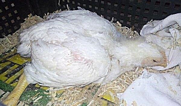 Dwarf Leghorn (B-33): description and characteristics of the breed, photos, features of the content, egg production