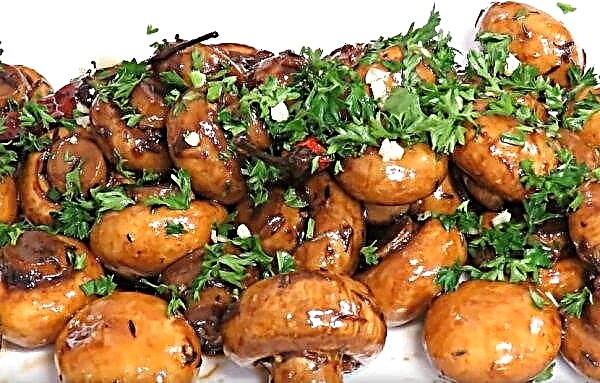 Món khai vị của nấm champignons với phô mai: nhanh và ngon, công thức nấu ăn với hình ảnh
