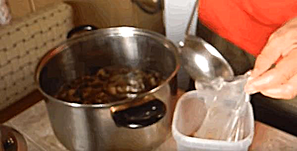 Funghi porcini sott'aceto: ricette per l'inverno, per 1 litro d'acqua, come sottaceto a casa, con e senza aceto