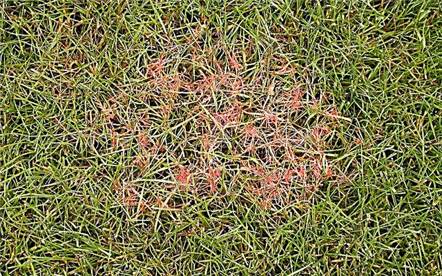 Foto van ziekten van gras, wat te doen met rhizoctonia en zwarte schimmel, waarom rode en bruine vlekken verschijnen