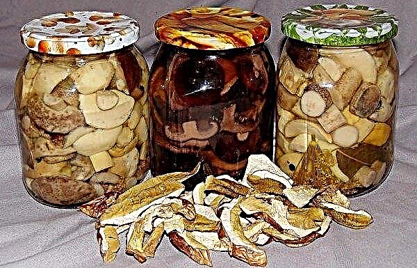 Pickled boletus: recipes for the winter in jars, with vinegar without sterilization