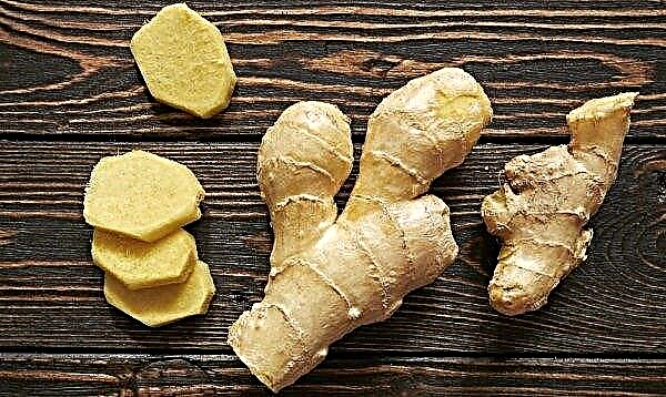 What smells and tastes like ginger: description of the properties of fresh root, differences from dry powder