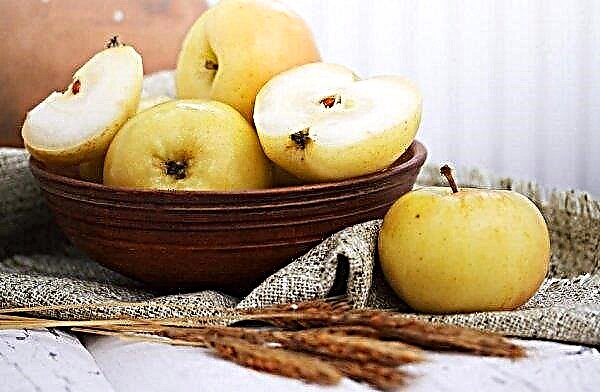 Cómo regar manzanas Antonovka para el invierno en casa: una receta