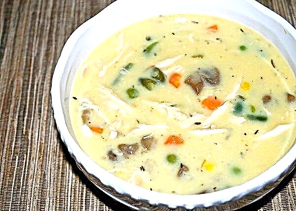 Mushroom oyster mushroom soup with cream cheese: step by step recipes with photos