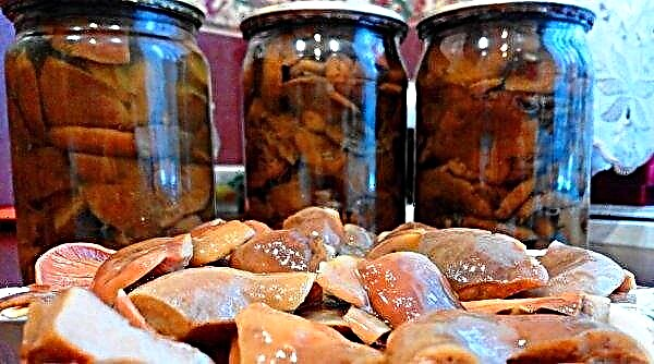 Hot salted saffron mushrooms, a delicious winter recipe