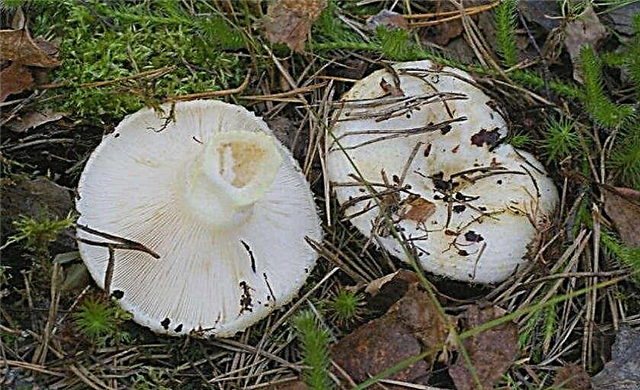 Types de champignons, photo et description, variétés de champignons: noix, brun rouge, épicéa, violon