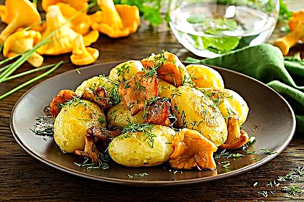 Potatis med kantareller i en långsam spis: stuvad, stekt, med gräddfil