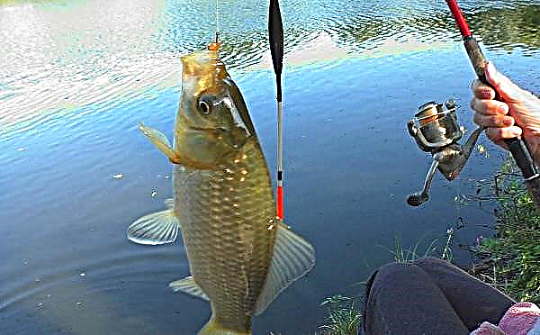 Pescando carpa cruciana en agosto en una caña de pescar: señuelos y cebos, qué pescar en el verano, qué morder en un estanque y cómo pescar en un lago, secretos de cebo