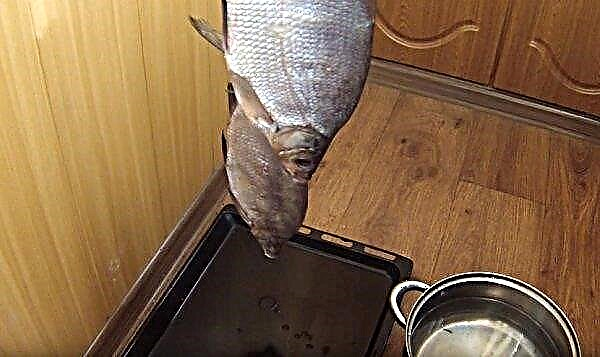 How to dry bream at home: how to salt for drying, a recipe with a photo, how much salt and soak after salting