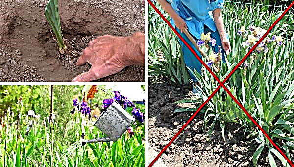 Comment nourrir les iris: en automne et au printemps, en août après la floraison et la taille, comment fertiliser
