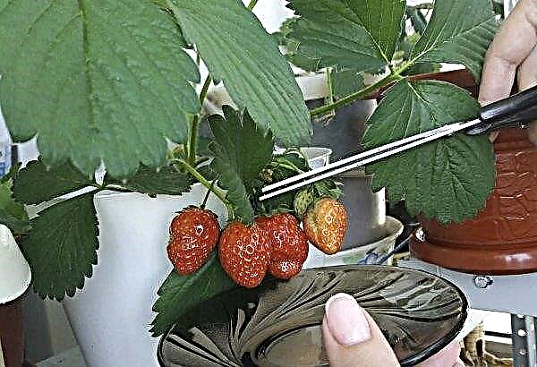 Strawberries on the balcony: growing all year round, suitable varieties, planting and care