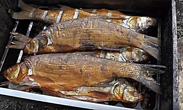 How to smoke asp: cold and hot smoking, recipes with photos, smoked fish at home, video