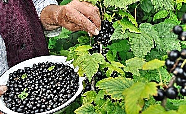 Currant Hercules (Hercules) black: description of the variety with a photo, yield, taste