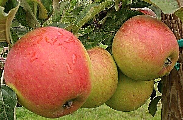 Stablo jabuka Pinova: botanički opis, poljoprivredna tehnologija uzgoja i njege stabala, fotografije, recenzije