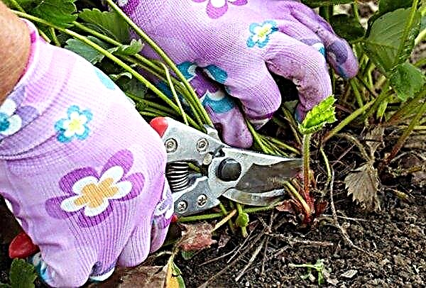 Jordbærpleje efter høst: funktioner, timing, trinvis vejledning til korrekt pleje, gartner tips