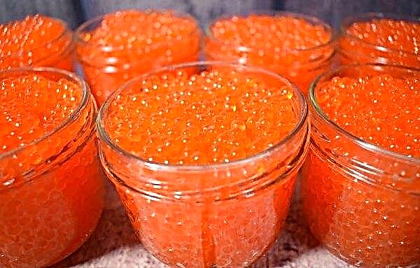 How to salt caviar of chum salmon at home: how to salt deliciously and quickly, a five-minute recipe, brine for salting, how to salt if under-salted