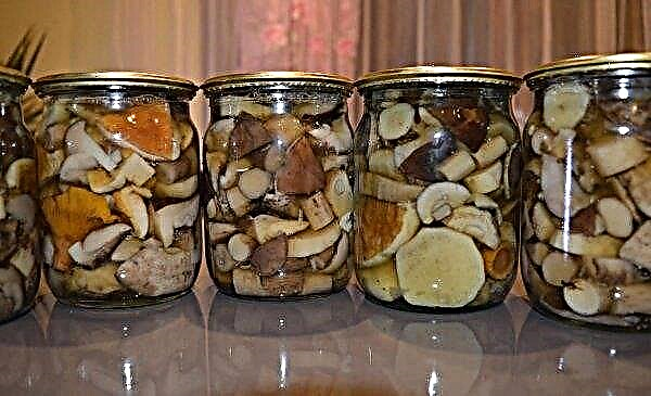 How to pickle mushrooms for winter rowing, recipes, step by step instructions