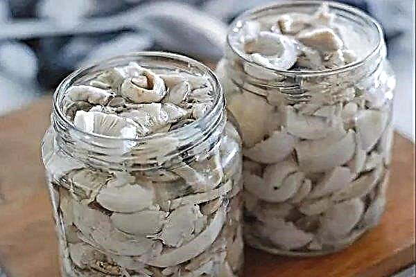 How to salt hot white mushrooms hot and cold, how to pickle for the winter