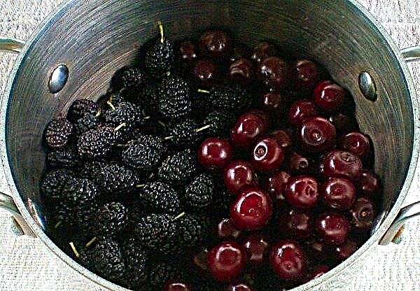 How to cook mulberry compote for the winter
