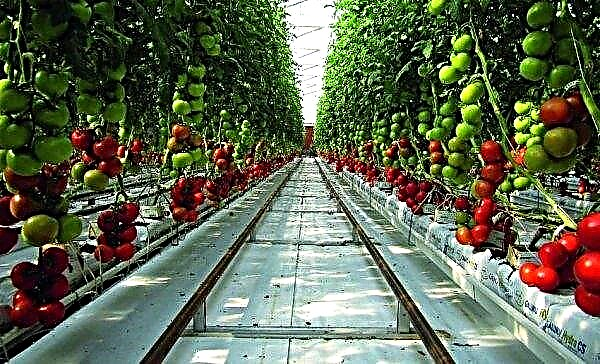 Uprawa pomidorów w hydroponice: krok po kroku, w domu własnymi rękami