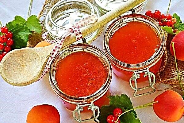 Seedless apricot jam: the best recipes for the winter, storage methods