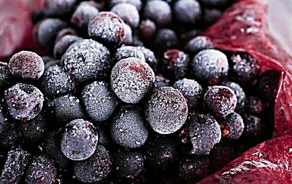 Variety of large-fruited blackcurrant Memory of Vavilov: appearance and description of the variety, photo