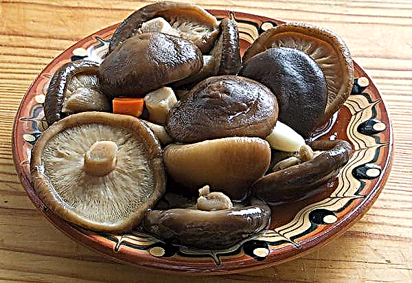 Cara memasak jamur shiitake kering: resep memasak, cara acar