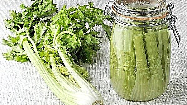 Petiole celery for the winter: harvesting recipes, storage at home