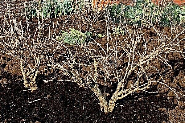 Didelio vaisiaus juodųjų serbentų sėkla „Rusalka“: veislės išvaizda ir aprašymas, nuotrauka