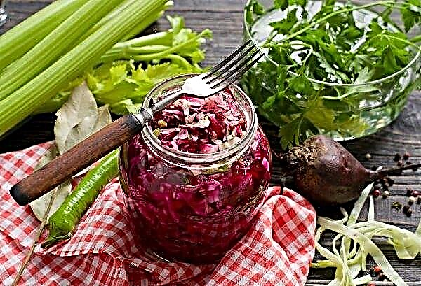 Sauer red cabbage: the best recipes for blanks with photos, storage methods
