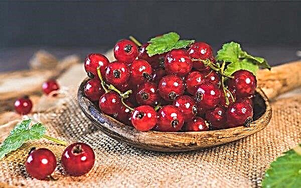 An early variety of Rosetta red currant: description and appearance of the variety, photo