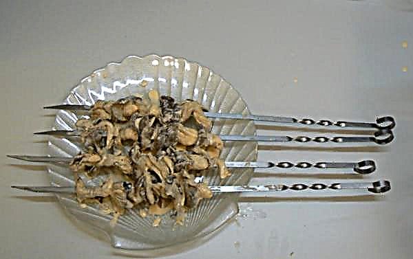 Austrių grybai ant grotelių, laužas, grilis: kaip virti, receptai su nuotraukomis